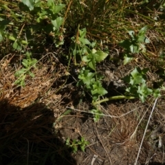Gratiola peruviana (Australian Brooklime) at Borough, NSW - 1 Feb 2023 by Paul4K
