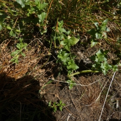 Gratiola peruviana (Australian Brooklime) at Borough, NSW - 31 Jan 2023 by Paul4K