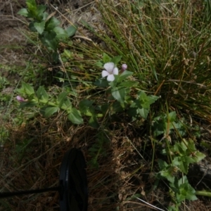 Gratiola peruviana at Borough, NSW - 1 Feb 2023