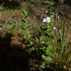 Gratiola peruviana at Borough, NSW - 1 Feb 2023