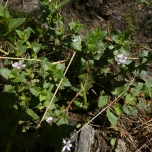 Gratiola peruviana at Borough, NSW - 1 Feb 2023