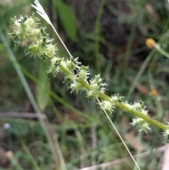 Acaena x ovina (Sheep's Burr) at Wanniassa Hill - 2 Feb 2023 by KumikoCallaway