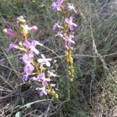 Stylidium graminifolium (Grass Triggerplant) at Borough, NSW - 1 Feb 2023 by Paul4K