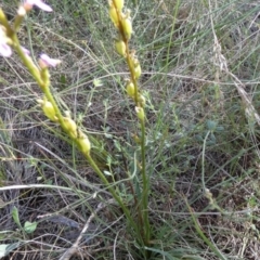 Stylidium graminifolium at Borough, NSW - suppressed