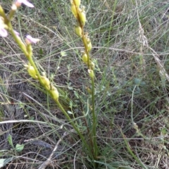 Stylidium graminifolium at Borough, NSW - 2 Feb 2023