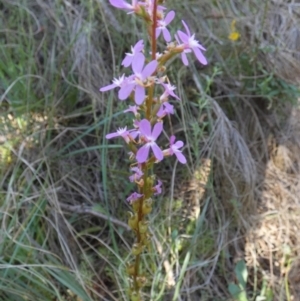 Stylidium graminifolium at Borough, NSW - suppressed