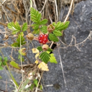 Rubus parvifolius at Fadden, ACT - 2 Feb 2023 02:29 PM