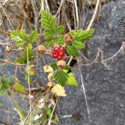 Rubus parvifolius (Native Raspberry) at Fadden, ACT - 2 Feb 2023 by KumikoCallaway