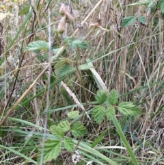 Rubus parvifolius at Fadden, ACT - 2 Feb 2023 02:29 PM