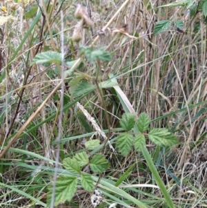 Rubus parvifolius at Fadden, ACT - 2 Feb 2023