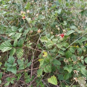 Rubus parvifolius at Fadden, ACT - 2 Feb 2023 02:29 PM