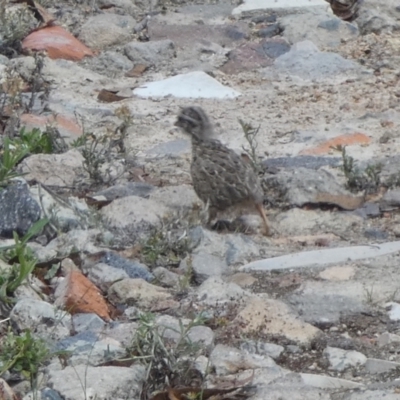 Turnix varius (Painted Buttonquail) at Borough, NSW - 2 Feb 2023 by Paul4K