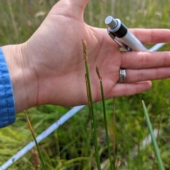 Eleocharis acuta (Common Spike-rush) at Flea Bog Flat, Bruce - 13 Dec 2021 by mainsprite