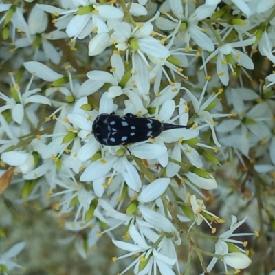 Mordella dumbrelli (Dumbrell's Pintail Beetle) at Paddys River, ACT - 1 Feb 2023 by michaelb