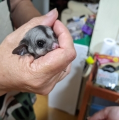 Petaurus notatus (Krefft’s Glider, formerly Sugar Glider) at Turner, ACT - 1 Feb 2023 by JenEd