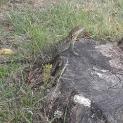 Intellagama lesueurii howittii (Gippsland Water Dragon) at Australian National University - 2 Feb 2023 by JenEd