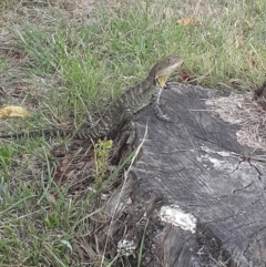 Intellagama lesueurii howittii (Gippsland Water Dragon) at Acton, ACT - 2 Feb 2023 by JenEd
