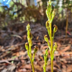 Speculantha multiflora at Cotter River, ACT - suppressed