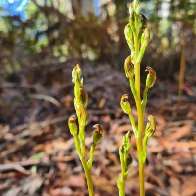 Speculantha multiflora (Tall Tiny Greenhood) at Cotter River, ACT - 1 Feb 2023 by LukeMcElhinney