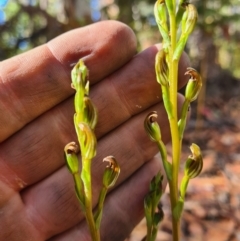 Speculantha multiflora at Cotter River, ACT - suppressed