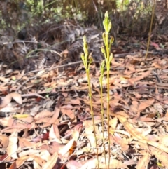 Speculantha multiflora at Cotter River, ACT - suppressed