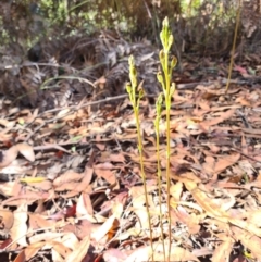 Speculantha multiflora at suppressed - 1 Feb 2023