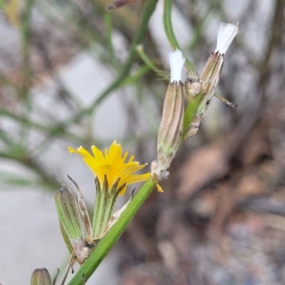 Chondrilla juncea (Skeleton Weed) at Mitchell, ACT - 3 Feb 2023 by trevorpreston