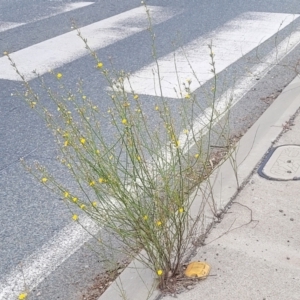 Chondrilla juncea at Mitchell, ACT - 3 Feb 2023