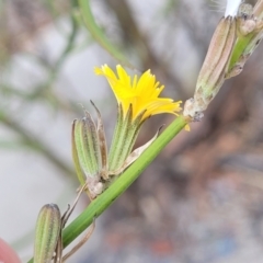 Chondrilla juncea at Mitchell, ACT - 3 Feb 2023