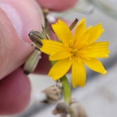 Chondrilla juncea at Mitchell, ACT - 3 Feb 2023