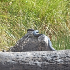 Pseudechis porphyriacus (Red-bellied Black Snake) at Molonglo Valley, ACT - 3 Feb 2023 by wombey