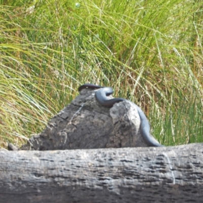 Pseudechis porphyriacus (Red-bellied Black Snake) at Molonglo River Reserve - 2 Feb 2023 by wombey