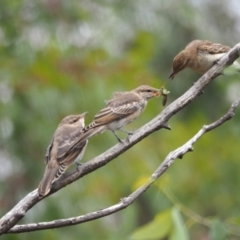 Lalage tricolor (White-winged Triller) at Whitlam, ACT - 2 Feb 2023 by wombey