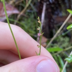 Gonocarpus tetragynus (Common Raspwort) at Cotter River, ACT - 30 Jan 2023 by NedJohnston