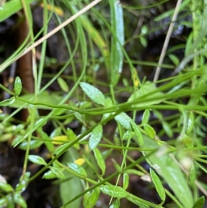 Gonocarpus tetragynus at Cotter River, ACT - 30 Jan 2023