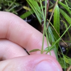 Gonocarpus tetragynus at Cotter River, ACT - 30 Jan 2023