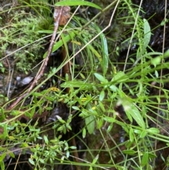 Gonocarpus tetragynus at Cotter River, ACT - 30 Jan 2023