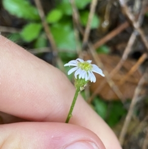 Lagenophora stipitata at Cotter River, ACT - 30 Jan 2023 10:12 AM