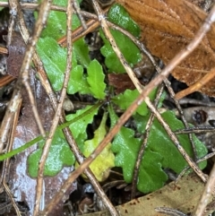 Lagenophora stipitata at Cotter River, ACT - 30 Jan 2023 10:12 AM