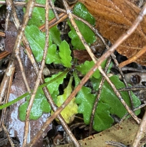 Lagenophora stipitata at Cotter River, ACT - 30 Jan 2023 10:12 AM