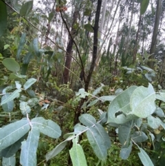 Eucalyptus globulus subsp. bicostata (Southern Blue Gum, Eurabbie) at Lower Cotter Catchment - 29 Jan 2023 by Ned_Johnston