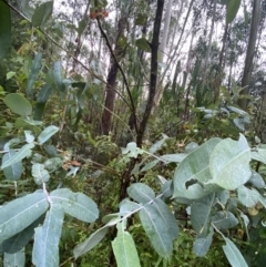 Eucalyptus globulus subsp. bicostata (Southern Blue Gum, Eurabbie) at Cotter River, ACT - 30 Jan 2023 by NedJohnston