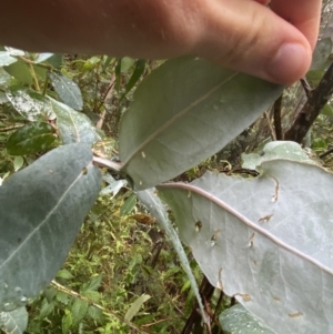 Eucalyptus globulus subsp. bicostata at Cotter River, ACT - 30 Jan 2023