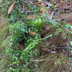 Billardiera macrantha at Cotter River, ACT - 30 Jan 2023