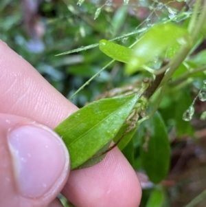 Billardiera macrantha at Cotter River, ACT - 30 Jan 2023