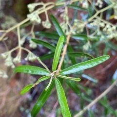 Astrotricha ledifolia (Common Star-hair) at Lower Cotter Catchment - 29 Jan 2023 by Ned_Johnston