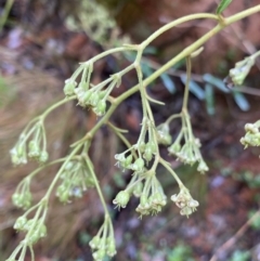 Astrotricha ledifolia at Cotter River, ACT - 30 Jan 2023 09:50 AM