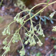 Astrotricha ledifolia at Cotter River, ACT - 30 Jan 2023