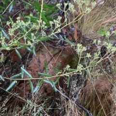 Astrotricha ledifolia at Cotter River, ACT - 30 Jan 2023 09:50 AM