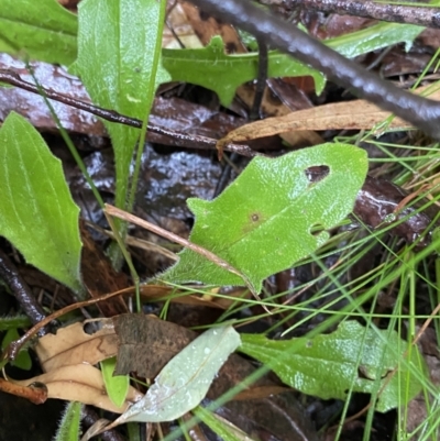 Plantago debilis (Shade Plantain) at Cotter River, ACT - 30 Jan 2023 by NedJohnston